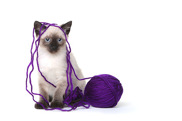 Image showing Siamese Kittens on White Background With Yarn