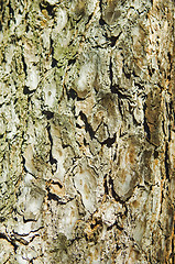 Image showing Pine bark