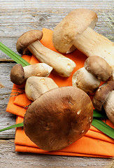 Image showing Boletus Mushrooms