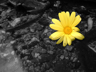 Image showing yellow flower in water