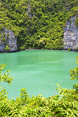 Image showing  coastline of a green lagoon and tree   