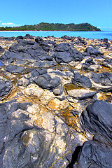 Image showing andilana beach seaweed in   and rock