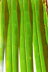 Image showing    abstract  thailand in the light  leaf and his veins  