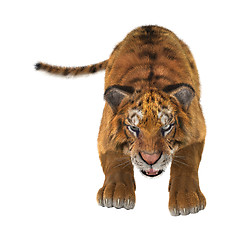 Image showing Tiger