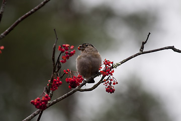 Image showing bullfinch