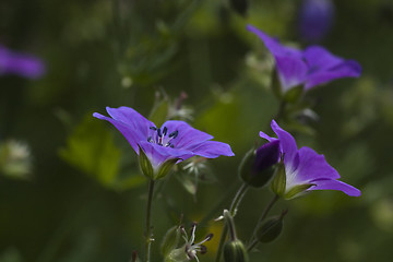 Image showing woodland geraniums