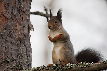 Image showing squirrel