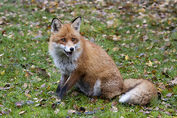 Image showing red fox