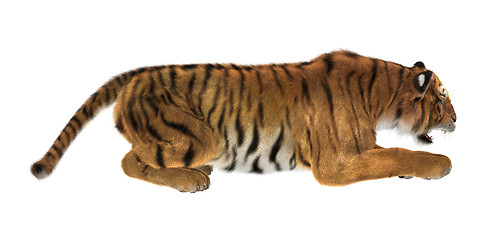 Image showing Tiger