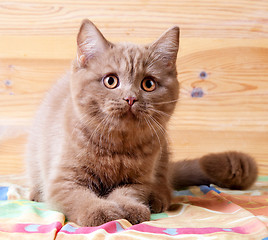 Image showing british short hair kitten