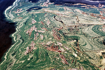 Image showing Lake with a dense bloom of green algae.