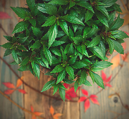 Image showing Impatiens flower in home garden