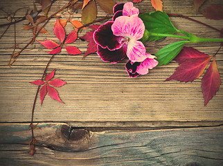 Image showing pelargonium flower and herbarium