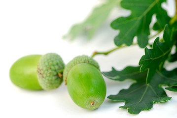 Image showing Acorn oak branch