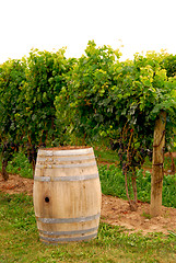 Image showing Wine barrel at vineyard