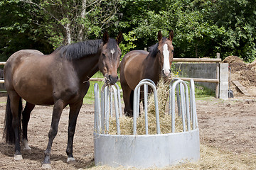 Image showing Horses eat hay