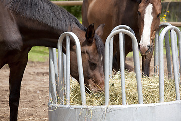 Image showing Horses eating from hay rack 