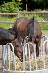 Image showing two horses on hay rack