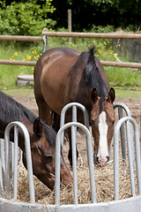 Image showing Two horses eating hay