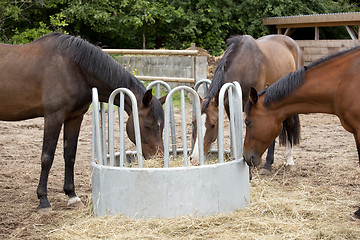 Image showing three horses eat hay