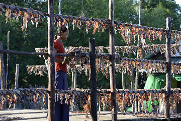 Image showing ASIA MYANMAR MYEIK DRY FISH PRODUCTION