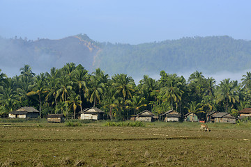 Image showing ASIA MYANMAR MYEIK AGRACULTURE PEOPLE
