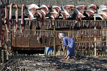 Image showing ASIA MYANMAR MYEIK DRY FISH PRODUCTION