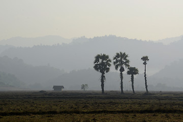 Image showing ASIA MYANMAR MYEIK AGRACULTURE