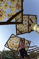 Image showing ASIA MYANMAR MYEIK DRY FISH PRODUCTION