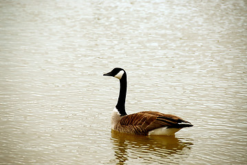 Image showing Canada goose