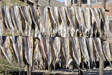 Image showing ASIA MYANMAR MYEIK DRY FISH PRODUCTION