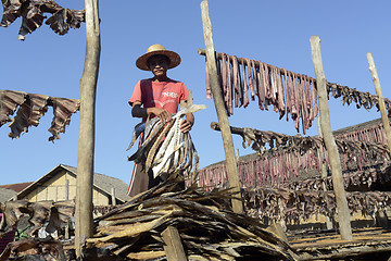 Image showing ASIA MYANMAR MYEIK DRY FISH PRODUCTION