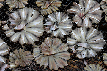 Image showing ASIA MYANMAR MYEIK DRY FISH PRODUCTION