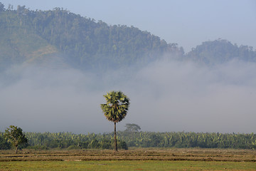 Image showing ASIA MYANMAR MYEIK AGRACULTURE