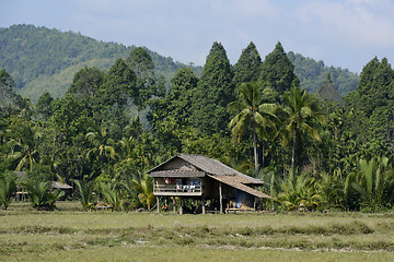 Image showing ASIA MYANMAR MYEIK AGRACULTURE PEOPLE