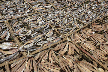 Image showing ASIA MYANMAR MYEIK DRY FISH PRODUCTION