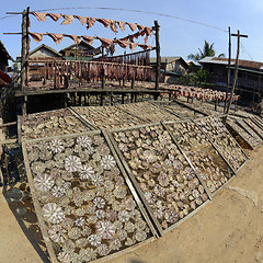 Image showing ASIA MYANMAR MYEIK DRY FISH PRODUCTION