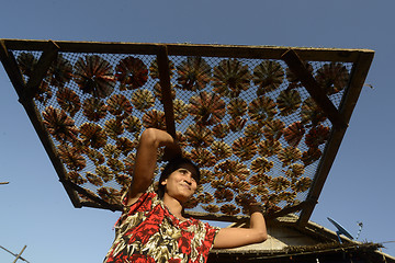 Image showing ASIA MYANMAR MYEIK DRY FISH PRODUCTION