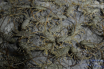 Image showing ASIA MYANMAR MYEIK LOBSTER