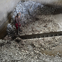 Image showing ASIA MYANMAR MYEIK FISHMEAL PRODUCTION