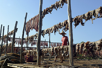 Image showing ASIA MYANMAR MYEIK DRY FISH PRODUCTION