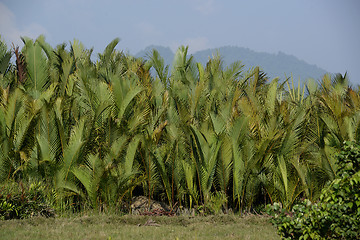 Image showing ASIA MYANMAR MYEIK AGRACULTURE