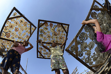 Image showing ASIA MYANMAR MYEIK DRY FISH PRODUCTION