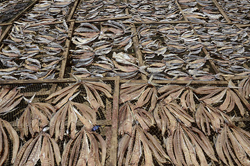 Image showing ASIA MYANMAR MYEIK DRY FISH PRODUCTION