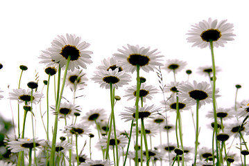 Image showing Daisies on white