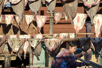 Image showing ASIA MYANMAR MYEIK DRY FISH PRODUCTION