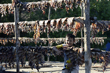 Image showing ASIA MYANMAR MYEIK DRY FISH PRODUCTION