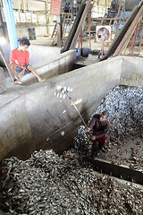 Image showing ASIA MYANMAR MYEIK FISHMEAL PRODUCTION