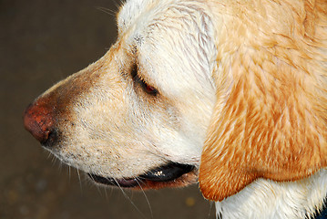 Image showing Yellow lab portrait