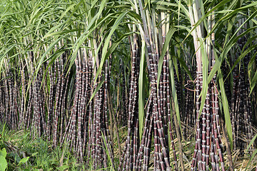 Image showing ASIA MYANMAR MYEIK SUGAR